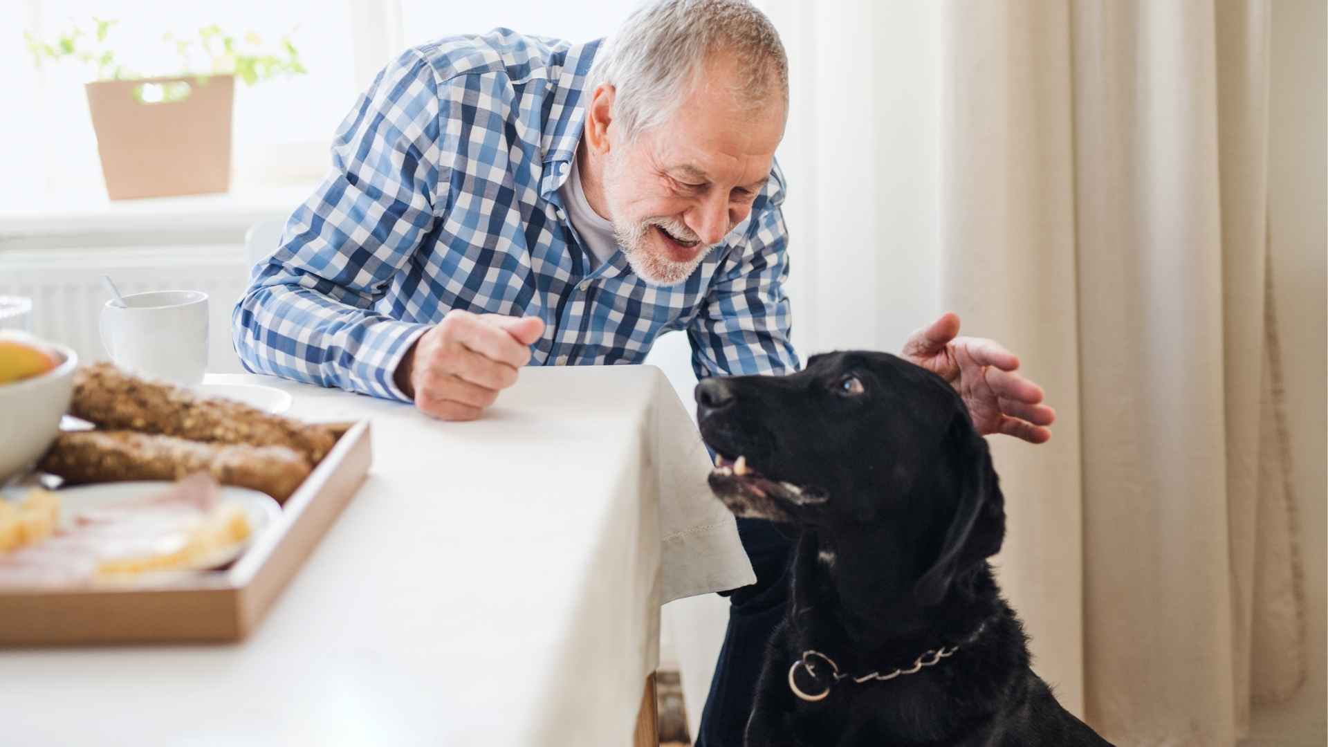 Perro senior esperando comer